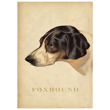 Foxhound image