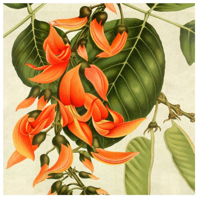 Jade vine flowers in orange petals
