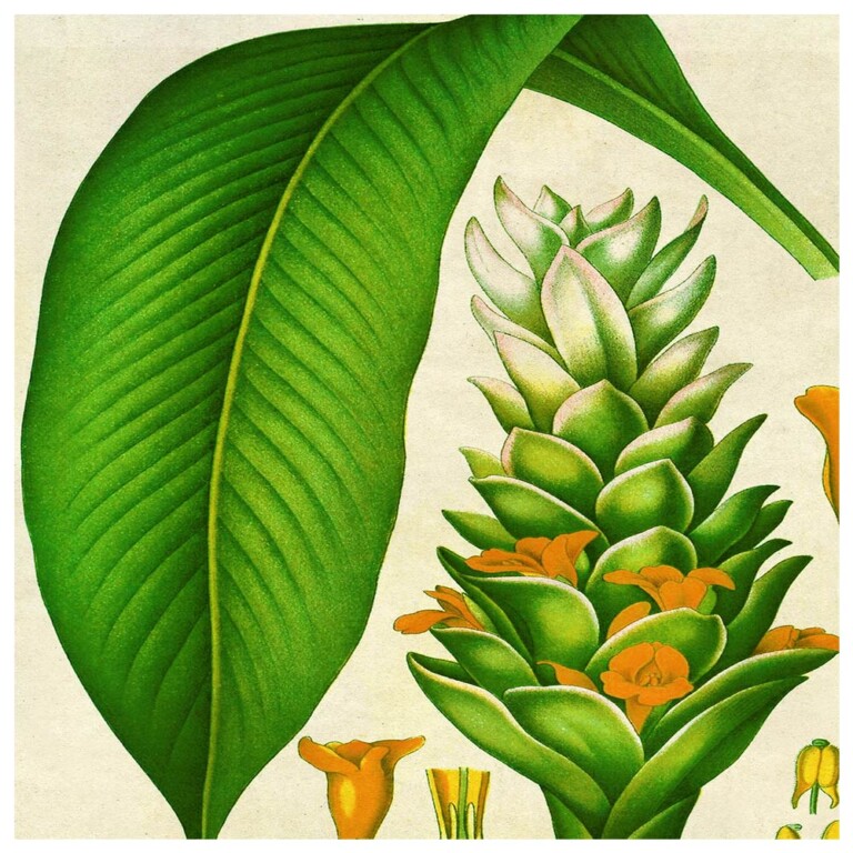 Turmeric plant from our Hot House series illustrated with large lush leaf