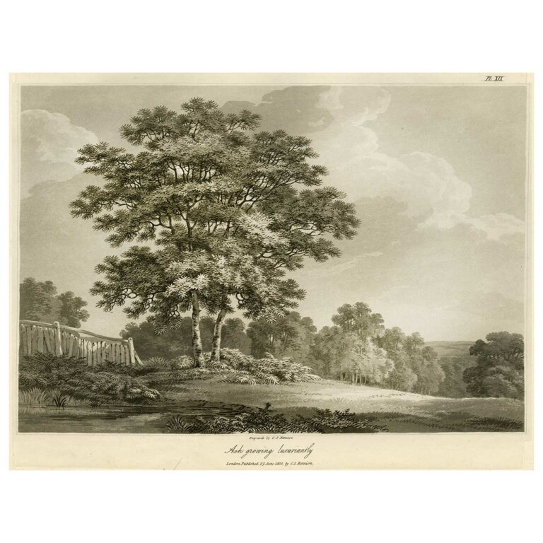 Ash tree sketch in British landscape