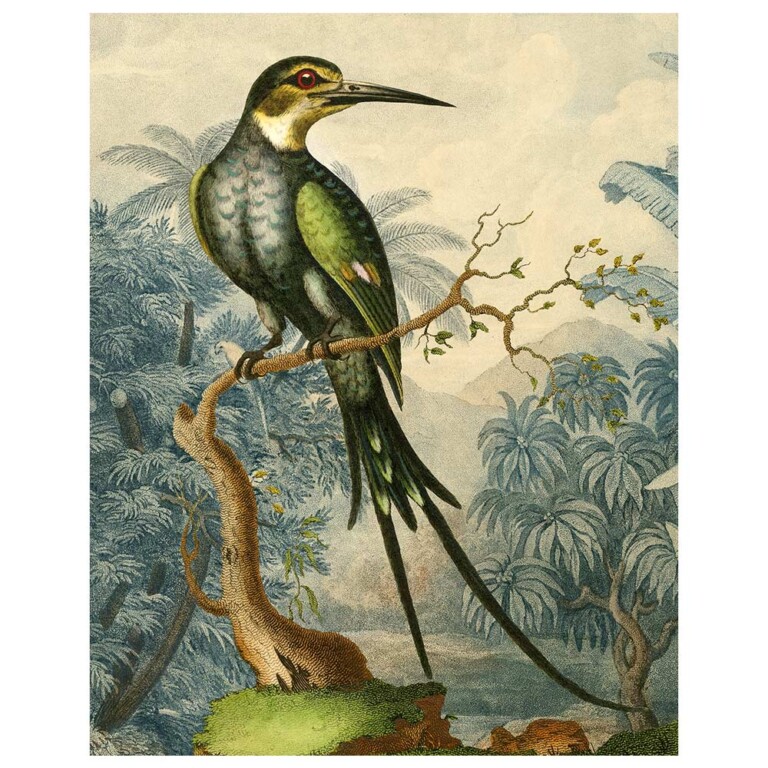 Paradise Jacamar exotic bird with green wing feathers and a soft tropical landscape background