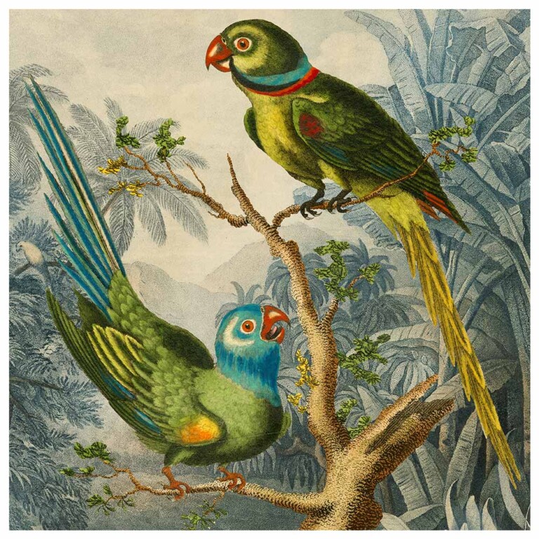 Green parakeets from our exotic birds series