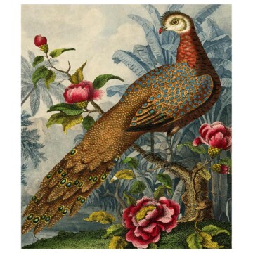 Hainan Peacock-pheasant image