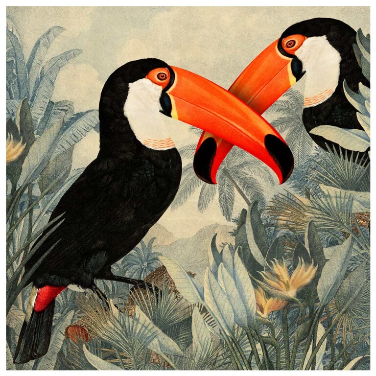 Pair of Toco Toucans with striking orange beaks from our Exotic Bird Series