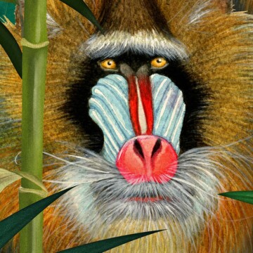 detail crop of hector's hand painted baboon face