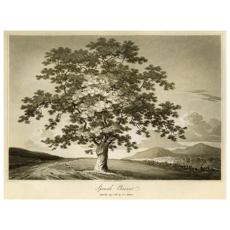 Spanish Chestnut Tree etching