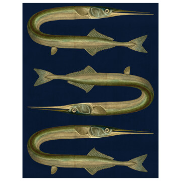Three needlefish in repeating pattern with a deep rich blue background