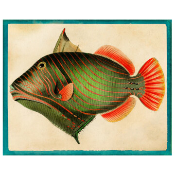 Striped red and green fish with orange fins.