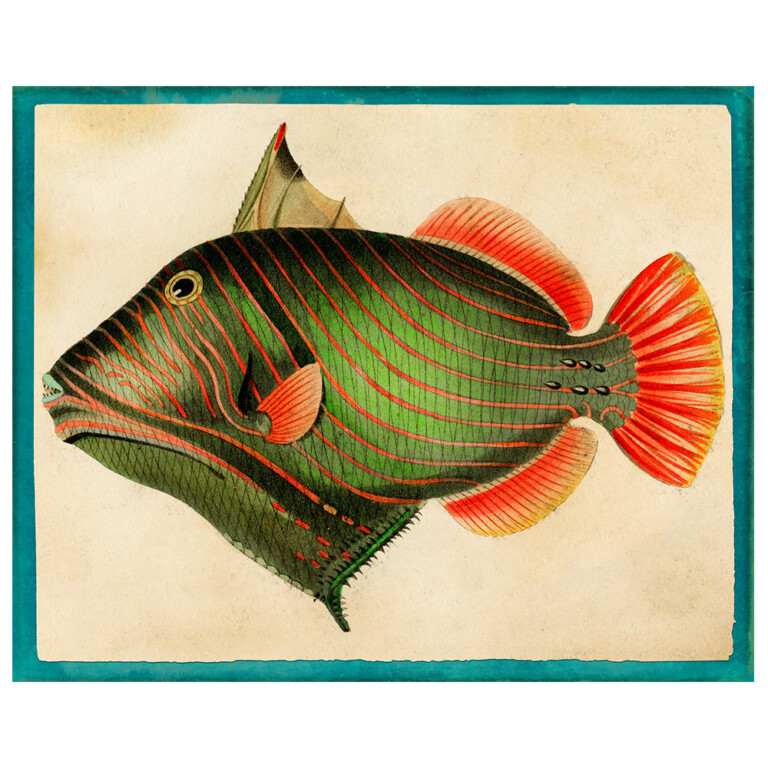 Striped red and green fish with orange fins.