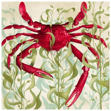 Spider crab in Ruby colourway