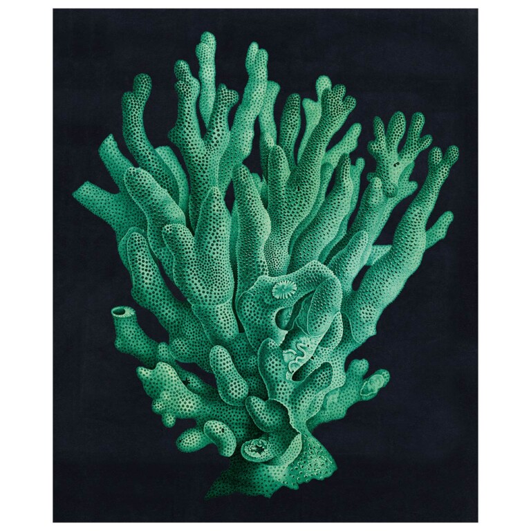 Teal coral on black background