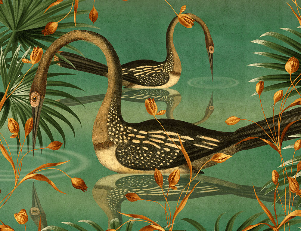 Swimming Aquatic birds amongst river reeds
