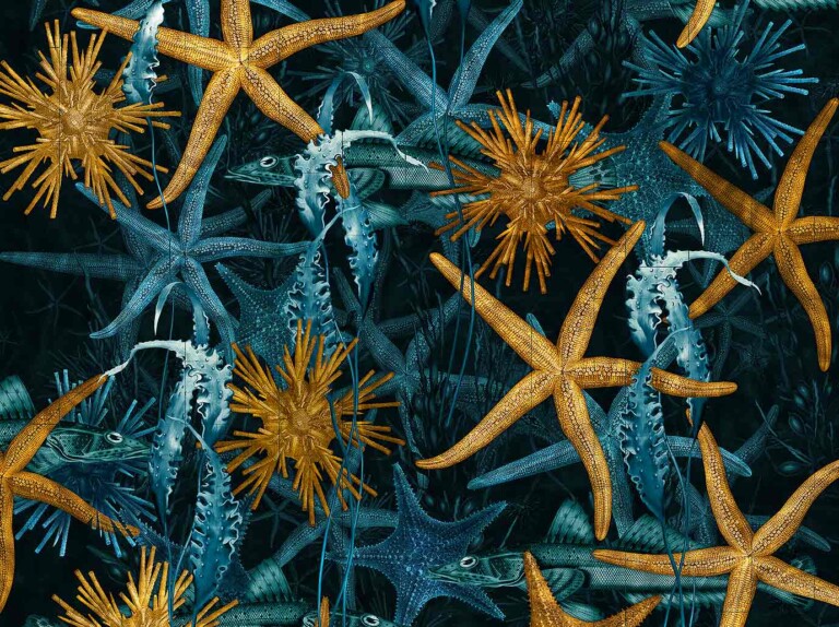 Sea Stars Wallpaper design in Deep Blue colourway