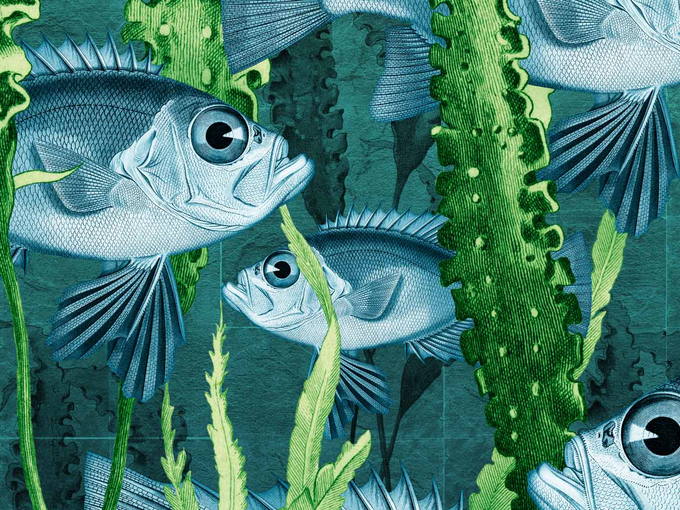 Glass eye fish design in ocean colourway