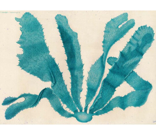 Blue seaweed set against antique paper stock