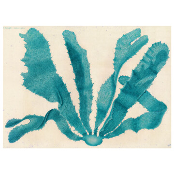 laminaria seaweed in blue colourway