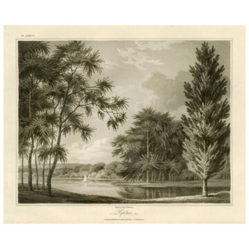 Poplar tree collection in landscape by river from our British Trees series