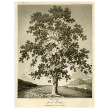 Spanish chestnut amongst mountainous landscape from our British Trees series