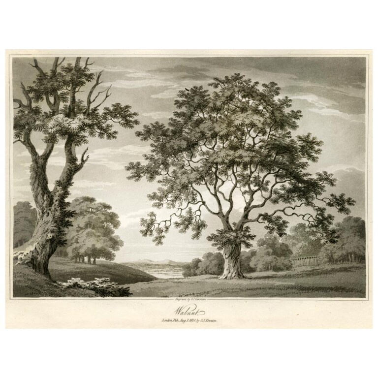 Walnut tree from British trees series
