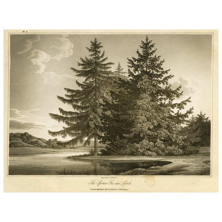 Spruce Fir tree and Larch in landscape