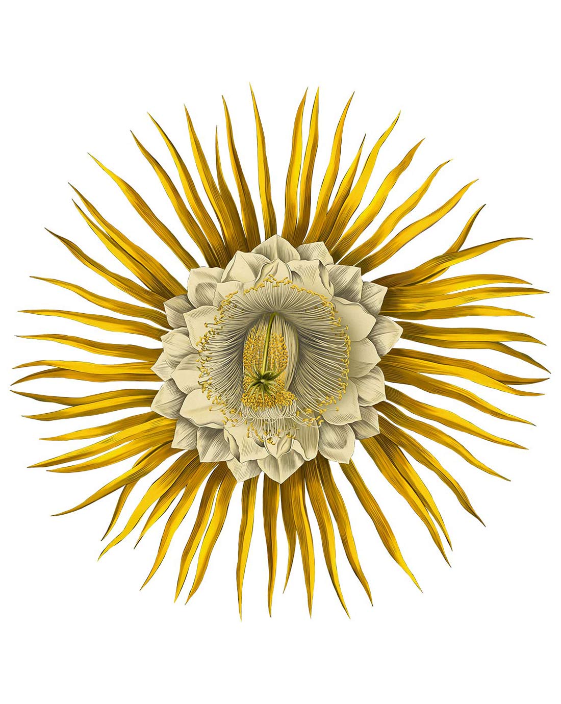 Cereus flower study from our Ellis Editions