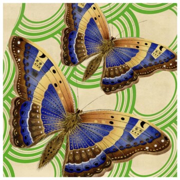 Butterfly, Blue image