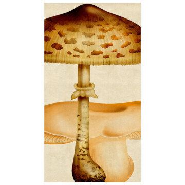 Two toadstool shaped mushrooms from our fungi series