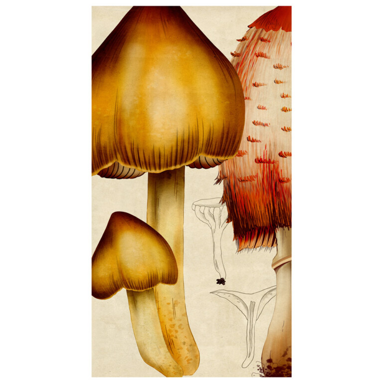 bell cap shaped mushrooms in autumnal yellows and red